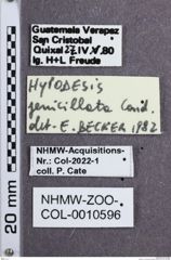 Etiketten zu Hylodesis jenilillata (NHMW-ZOO-COL-0010596)